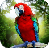 丛林鹦鹉模拟器安卓版最新版下载v1.3.1
