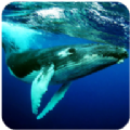 座头鲸模拟器3D无限金币版下载-座头鲸模拟器3D免费中文下载