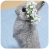 New Rabbit wallpaper安卓版手机软件下载-New Rabbit wallpaper无广告版app下载