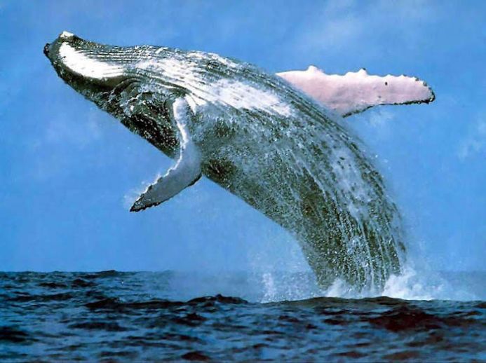 鲸鱼壁纸官网版app下载-鲸鱼壁纸免费版下载安装