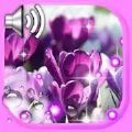 番红花之春壁纸永久免费版下载-番红花之春壁纸下载app安装