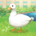 鸭子培养(Duck)安卓版游戏下载-鸭子培养(Duck)手游下载