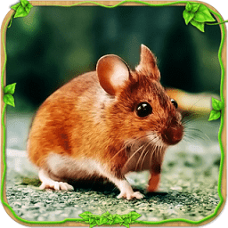 野生老鼠模拟器中文版手游下载-野生老鼠模拟器中文版免费手游下载v1.0