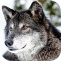 野狼模拟器2022游戏下载-野狼模拟器2022最新版手游 v1.01